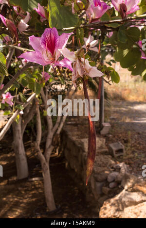 Bunte Blüten der Bauhinia purpurea Baum im Frühling. Arico Viejo, Teneriffa, Kanarische Inseln, Spanien. Stockfoto