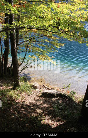 Indian summer Ändern der Wald um den Vorderer Langbathsee, Oberösterreich, Österreich, zu einem farbenprächtigen Naturschauspiel Stockfoto