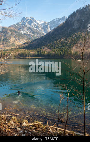 Schwarzer Labrador Hund Abrufen einer geworfen Stick vom flachen das kristallklare Wasser der Vorderer Langbathsee in der Nähe von Ebensee, Oberösterreich, Österreich Stockfoto