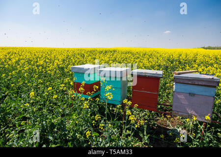 Bienenstock, Bienenhaus im Bereich der Raps Stockfoto