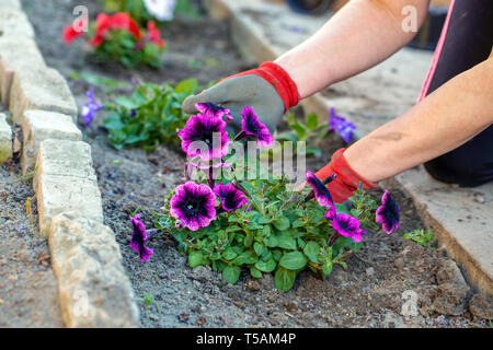 Frau Hände in Gärtner Handschuhe, pflanzten Blumen Stockfoto