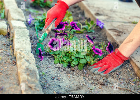 Gärtner Händen Blumen Pflanzen im Freien in den Boden Stockfoto