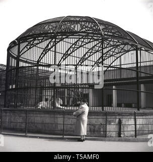 1950er Jahre, historische, London Zoo, ein Blick auf die dekorativen schmiedeeisernen Käfig des Lion House, sehen wir eine Frau von einem Löwen in den Käfig, mit einem kleinen Zeichen an den Stäben der Gehäuse zu lesen. "Diese Tiere sind gefährlich". Stockfoto