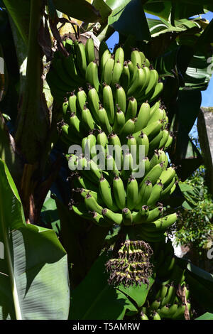 Große Trauben grüne Bananen hängen von einem Baum. Stockfoto