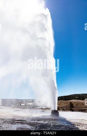 Bienenstock Geysir bricht gegen einen klaren, blauen Himmel am Eröffnungstag des Yellowstone National Park im Frühjahr Tauwetter öffnet der Park für Besucher nach einem langen Winter April 19, 2019 im Yellowstone, Wyoming. Stockfoto