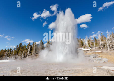 Grand Geysir bricht gegen einen klaren, blauen Himmel am Eröffnungstag des Yellowstone National Park im Frühjahr Tauwetter öffnet der Park für Besucher nach einem langen Winter April 19, 2019 im Yellowstone, Wyoming. Stockfoto