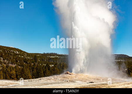 Old Faithful Geysir bricht gegen einen klaren, blauen Himmel am Eröffnungstag des Yellowstone National Park im Frühjahr Tauwetter öffnet der Park für Besucher nach einem langen Winter April 19, 2019 im Yellowstone, Wyoming. Stockfoto