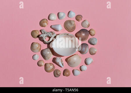 Curcul von Muscheln auf dem rosa Hintergrund. Schönheit der Sea World. Stockfoto