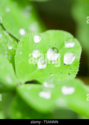 Regentropfen auf einem Kleeblatt nach Regen, Madeira, Portugal. Close Up. Stockfoto