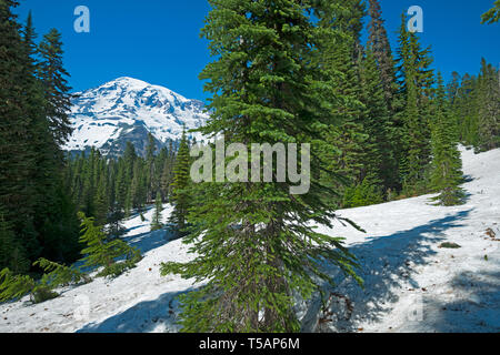 Mount Rainier vom Nisqually Vista Trail, Mount Rainier National Park, Washington State, USA Stockfoto