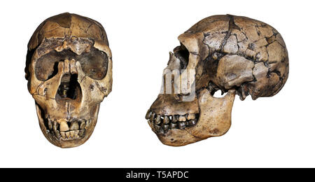 Nariokotome Boy alias Turkana Boy - Homo ergaster (erectus) Stockfoto