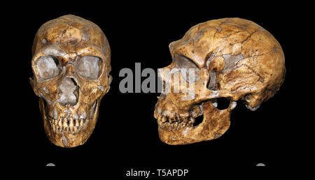 Homo neanderthalensis Vorder- und Seitenansicht Vergleich Stockfoto