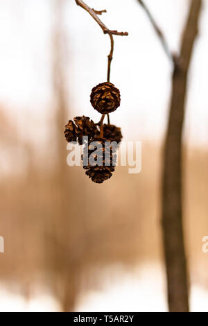 Erlenzapfen im Winter Wald Stockfoto