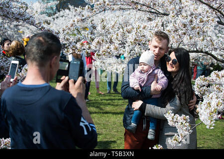 Vilnius, Litauen. 22 Apr, 2019. Eine Familie posieren für Fotos an einem Park mit Kirschblüten in Wilna, Litauen, 22. April 2019. Kirschblüten sind in voller Blüte in Vilnius diese Tage. Credit: alfredas Pliadis/Xinhua/Alamy leben Nachrichten Stockfoto