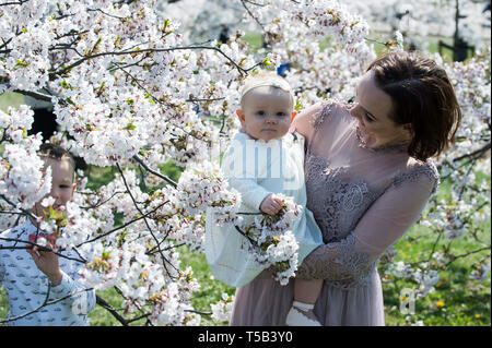 Vilnius, Litauen. 22 Apr, 2019. Eine Frau stellt für Bild mit ihren Kindern an einem Park mit Kirschblüten in Wilna, Litauen, 22. April 2019. Kirschblüten sind in voller Blüte in Vilnius diese Tage. Credit: alfredas Pliadis/Xinhua/Alamy leben Nachrichten Stockfoto