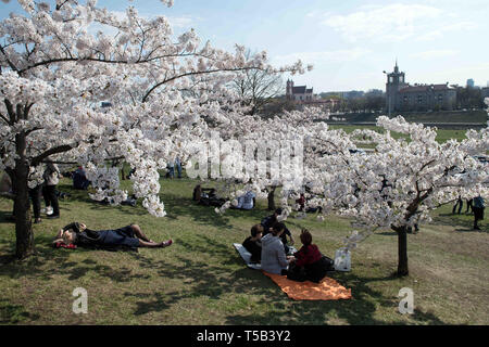 Vilnius, Litauen. 22 Apr, 2019. Die Menschen genießen ihre Zeit an einem Park mit Kirschblüten in Wilna, Litauen, 22. April 2019. Kirschblüten sind in voller Blüte in Vilnius diese Tage. Credit: alfredas Pliadis/Xinhua/Alamy leben Nachrichten Stockfoto