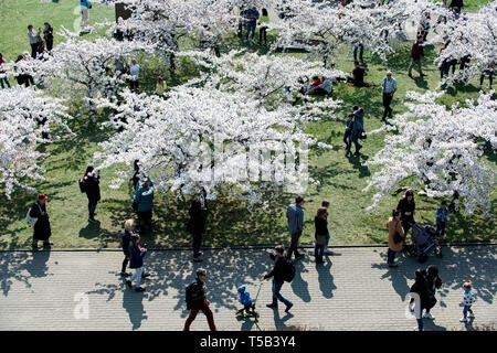 Vilnius, Litauen. 22 Apr, 2019. Die Menschen genießen ihre Zeit an einem Park mit Kirschblüten in Wilna, Litauen, 22. April 2019. Kirschblüten sind in voller Blüte in Vilnius diese Tage. Credit: alfredas Pliadis/Xinhua/Alamy leben Nachrichten Stockfoto