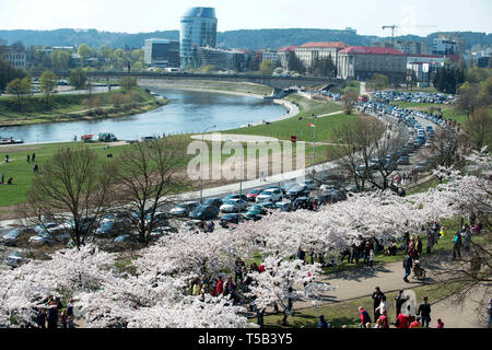 Vilnius, Litauen. 22 Apr, 2019. Die Menschen genießen ihre Zeit an einem Park mit Kirschblüten in Wilna, Litauen, 22. April 2019. Kirschblüten sind in voller Blüte in Vilnius diese Tage. Credit: alfredas Pliadis/Xinhua/Alamy leben Nachrichten Stockfoto