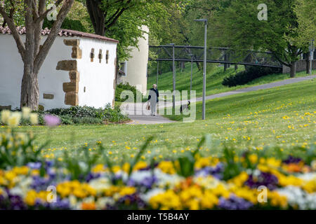 Amberg, Deutschland. 23 Apr, 2019. Blumen blühen in einem Park in der Altstadt. Foto: Armin Weigel/dpa/Alamy leben Nachrichten Stockfoto