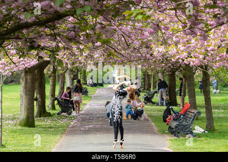 Greenwich, Großbritannien. 23. April 2019. Die beliebte Avenue der Kirschblüte im Greenwich Park, South East London, weiterhin Besucher zu zeichnen. Rob Powell/Alamy leben Nachrichten Stockfoto