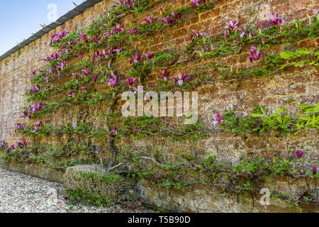 Magnolia Spalier - Eine rosa Mulan Magnolie (Magnolia liliiflora) gegen eine Wand in einem Garten in Südengland im Frühjahr angebaut, Großbritannien Stockfoto