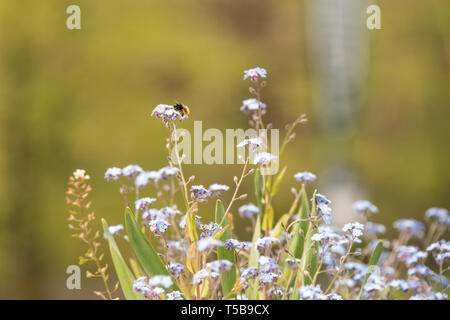 Biene sammeln Blütenpollen Flying Closeup auf violett-blaue Blüten. Bestäubung Saison für frischen Honig gerade begonnen Stockfoto