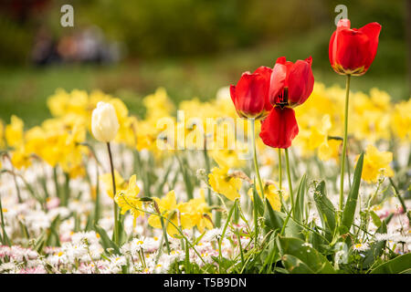 Leuchtend rote Tulpen gesneriana alongwith Schöne gelbe Narzissen in ein Feld aus. Natürliche in der Blüte Blumen der Saison Stockfoto
