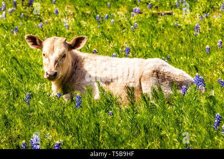 Kalb in einer Wiese mit blauen Mützen, Frühling in Texas Stockfoto