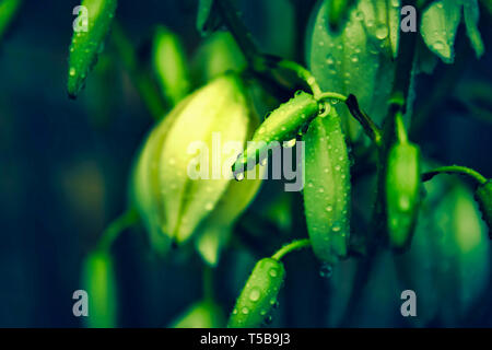 Wassertropfen auf einem Yucca Blüte Stockfoto