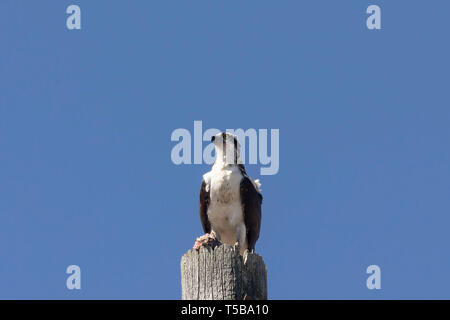 Western Fischadler (Pandion haliaetus) mit Fisch auf alte elektrische Pole Stockfoto