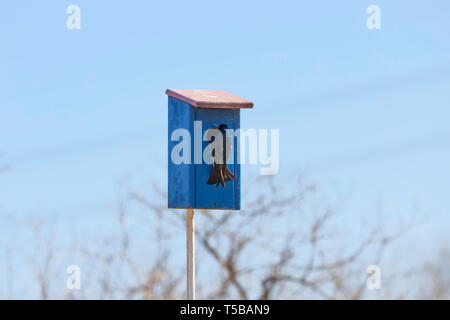 Baum schlucken (Tachycineta bicolor) ist ein amerikanischer Zugvögel. Stockfoto