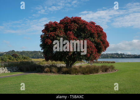 Auckland, Neuseeland. Stockfoto