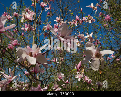Zahlreiche magnolia Blüten mit anderen Bäumen im Hintergrund vor blauem Himmel Stockfoto