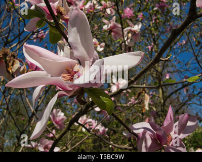 Der Magnolie in voller Blüte mit einem unscharfen Hintergrund Stockfoto