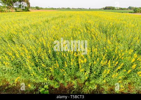 Hohe sunhemp Feld im Sonnenuntergang Zeit/CROTALARIA JUNCEA Stockfoto