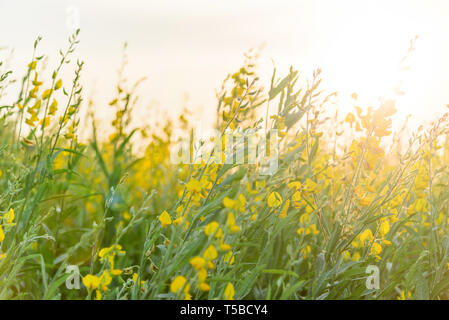 Hohe sunhemp Feld im Sonnenuntergang Zeit/CROTALARIA JUNCEA Stockfoto