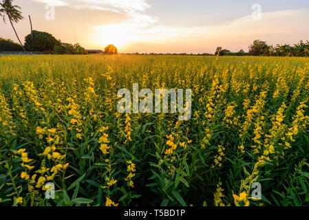 Hohe sunhemp Feld im Sonnenuntergang Zeit/CROTALARIA JUNCEA Stockfoto