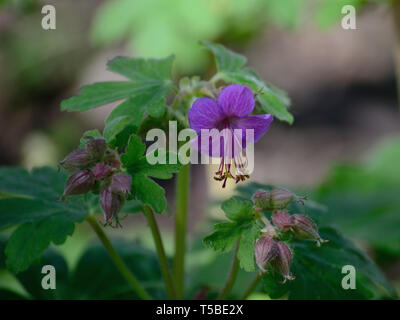 Lila Blüten Bigroot Geranium Macrorrhizum Stockfoto