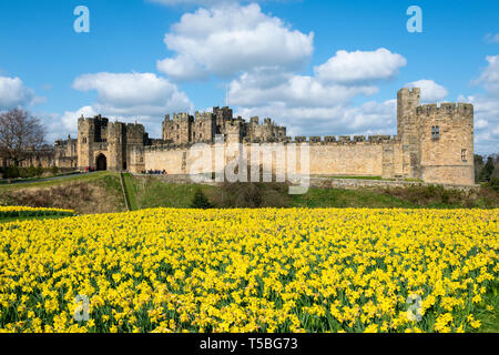 Frühling Farben bei Alnwick Castle in Northumberland, England, Großbritannien Stockfoto