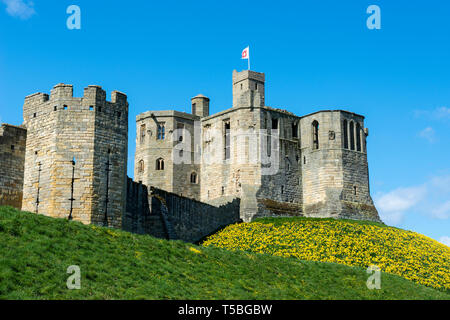 Frühling Farben in Warkworth Castle in Warkworth in Northumberland, England, Großbritannien Stockfoto