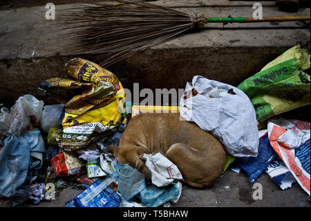 Inukai schlafen auf einer Deponie (Indien) Stockfoto