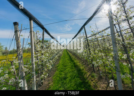 Horizontale Ansicht der Zeilen der blühenden niedrig-stem Obstbäume in einen Obstgarten mit hellen, weißen Blüten Stockfoto