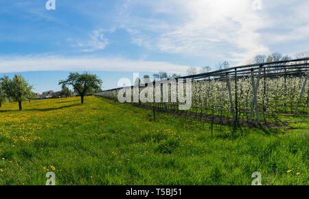 Panorama horizontale Ansicht der Zeilen der blühenden niedrig-stem Obstbäume in einen Obstgarten mit hellen, weißen Blüten und eine grüne Wiese Stockfoto