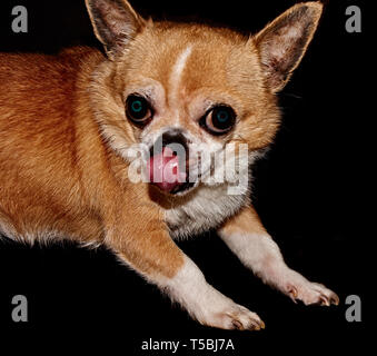 Profil der Hund auf schwarzem Hintergrund. Ein Hund der Rasse Chihuahua. Glatten Haaren, Rot. Er schaut nach links. Sie können sehen, den Kopf, Ohren, Augen Stockfoto