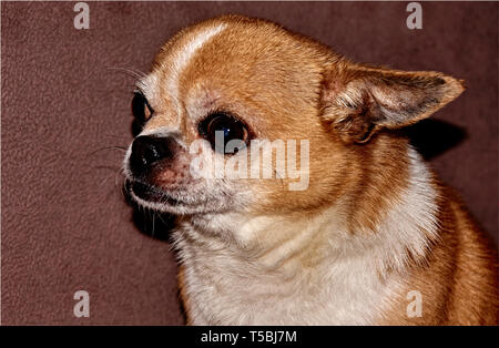 Profil der Hund auf schwarzem Hintergrund. Ein Hund der Rasse Chihuahua. Glatten Haaren, Rot. Er schaut nach links. Sie können sehen, den Kopf, Ohren, Augen Stockfoto