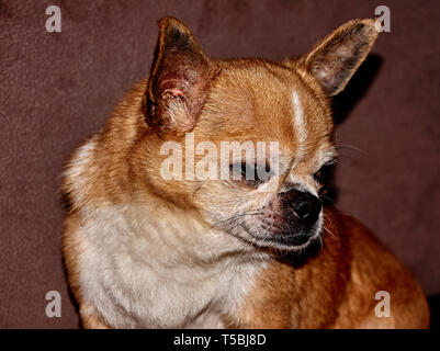 Profil der Hund auf schwarzem Hintergrund. Ein Hund der Rasse Chihuahua. Glatten Haaren, Rot. Er schaut nach links. Sie können sehen, den Kopf, Ohren, Augen Stockfoto