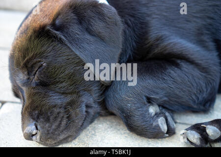 Schwarz nahe legte Schlafen faul Labrador Welpe Gesicht Nahaufnahme Stockfoto