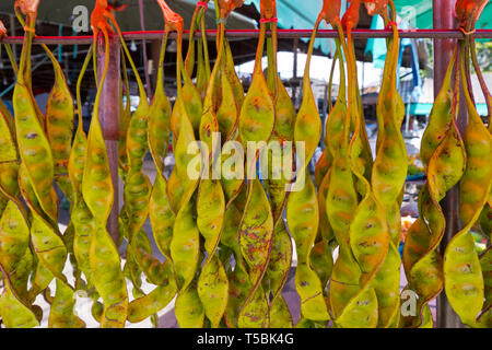 Grüne Bohnen, Farmers Market, in der Nähe von Bahnhof, Trang, Thailand Stockfoto