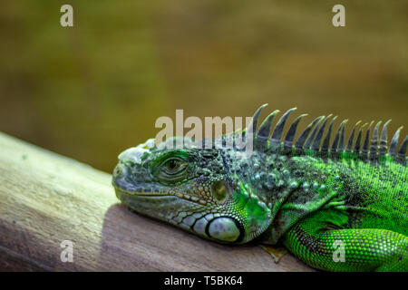 Ein heller großer grüner Leguan Eidechse mit einem scharfen Crest ruht auf einem Baum. Chameleon iguana ruht auf einem hölzernen anmelden. Grüner Leguan Eidechse mit einer sha Stockfoto