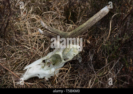 Rotwild Schädel in die schottische Landschaft in der Nähe von Poolewe. Stockfoto